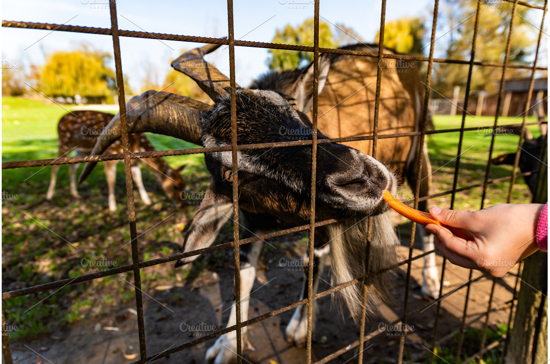 Goat eating carrot Feeding farm, an Animal Photo by MadPhotos