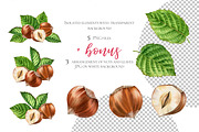 Hazelnuts Watercolor Set, a Food Illustration by Akvarelldesign (Thumbnail 2 of 3)