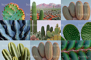 70 Aesthetic Cactus Stock Photos, a Nature Photo by Incomelion (Thumbnail 12 of 14)