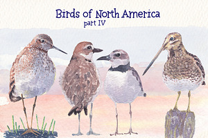 Birds Of North America Part 4