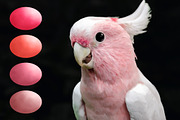 Parrot Swatches, a Palette Add-On by PandoraDreams (Thumbnail 2 of 2)