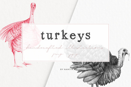 Hand drawn Turkeys Illustrations