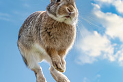 116 Flying animals, an Animal Photo by Handmadefont (Thumbnail 103 of 119)