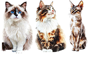 Watercolor Cat Breeds – Volume 1, an Animal Illustration by PrintHaven Designs (Thumbnail 3 of 10)