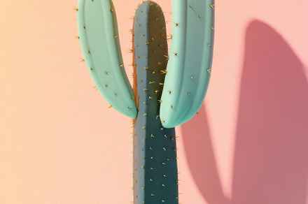 Cactus on pastel color minimalist background, a Photo by Dvoevnore photos