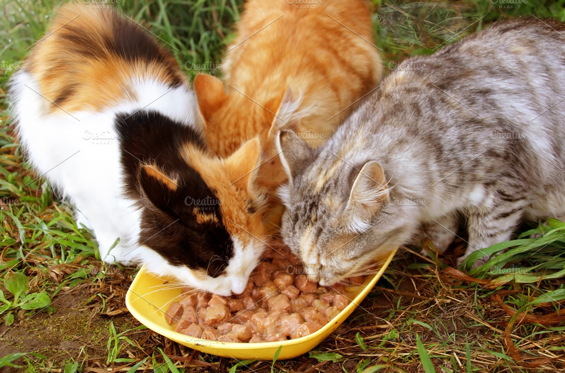 Three cats having a breakfast, a Photo by saiko3p