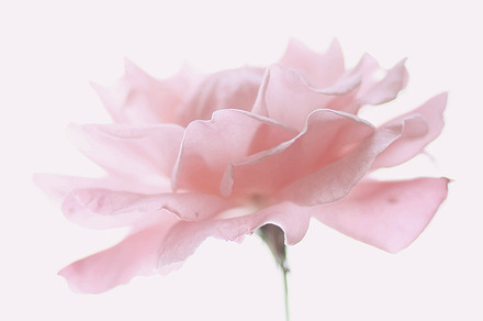 Pink emotions stock photo containing square format and bokeh, a Nature Photo by Maria Dattola Photography