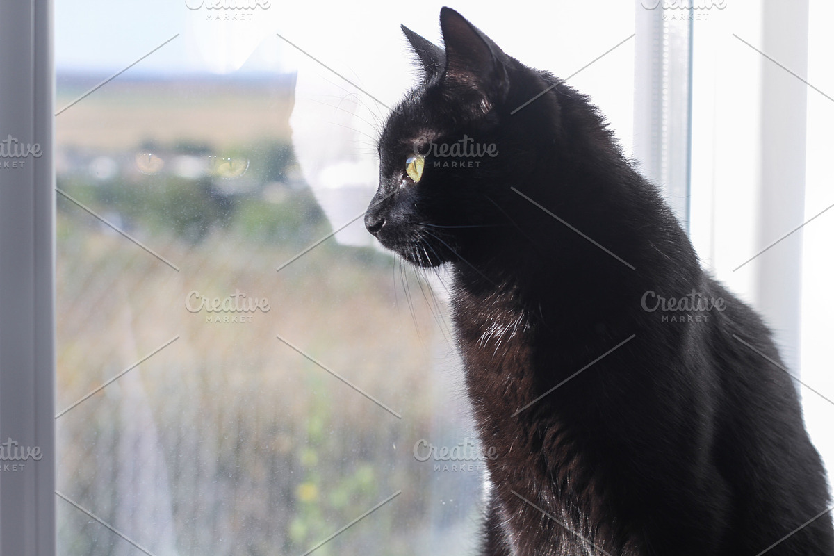 Black Tom Cat looking out the window, an Animal Photo by MusiqueDesigns (Photo 2 of 2)