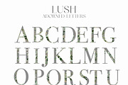 LUSH - Eucalyptus and Gold, a Decorative Illustration by Isabelle Salem (Thumbnail 6 of 7)