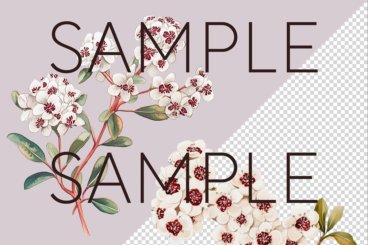 Fragonia Australian Floral Clipart, a Decorative Illustration by Pawcasso's Portraits (Photo 4 of 6)