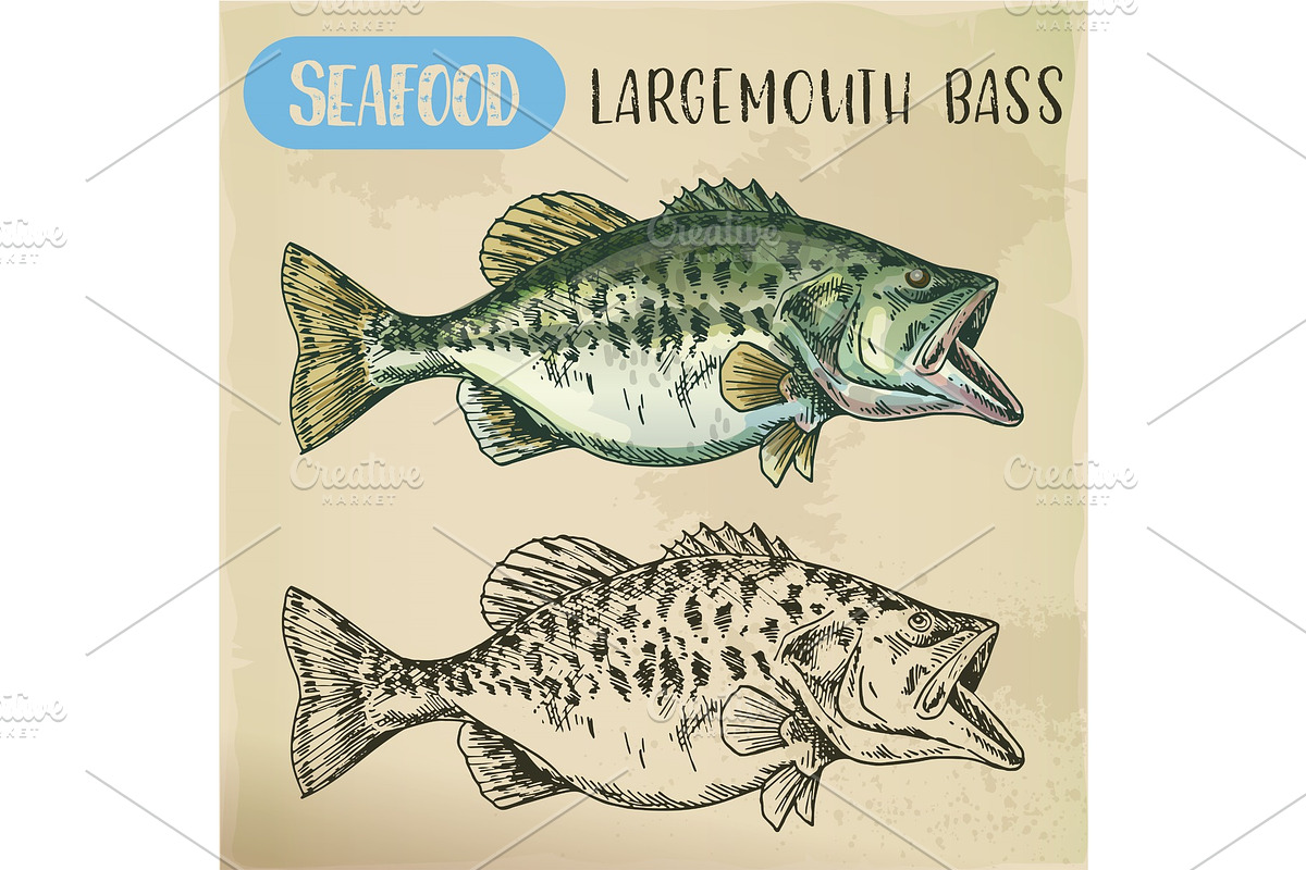Hand drawn largemouth bass or gamefish, an Animal Illustration by Elegant Solution