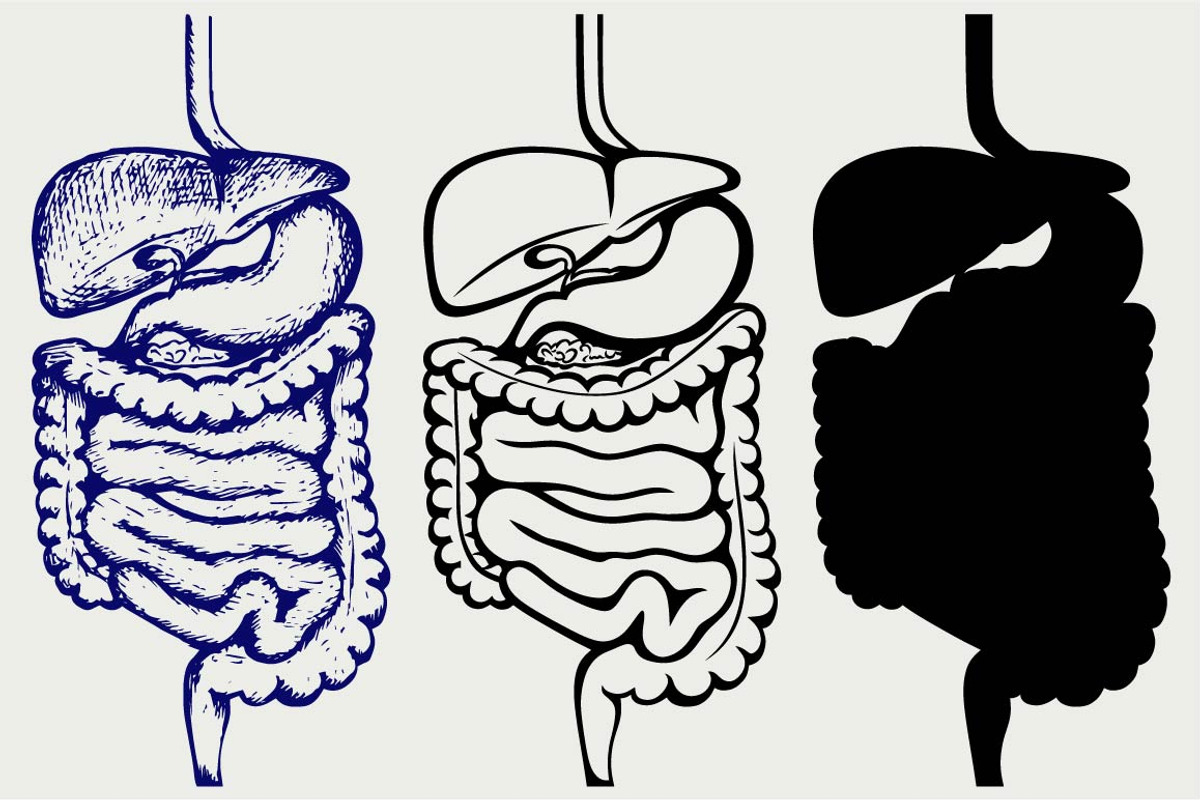 Human digestive system SVG, an Icon by LineworkStock