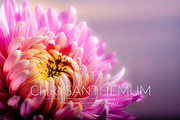 Chrysanthemum Lr Presets, an Action Add-On by PandoraDreams (Thumbnail 1 of 3)
