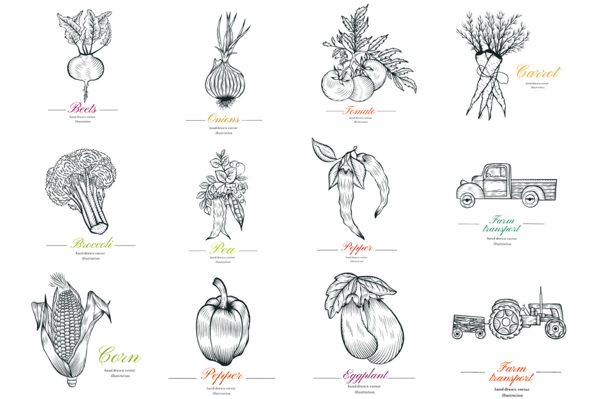 Vector vegetables, a Food Illustration by TashaDraw (Photo 6 of 13)