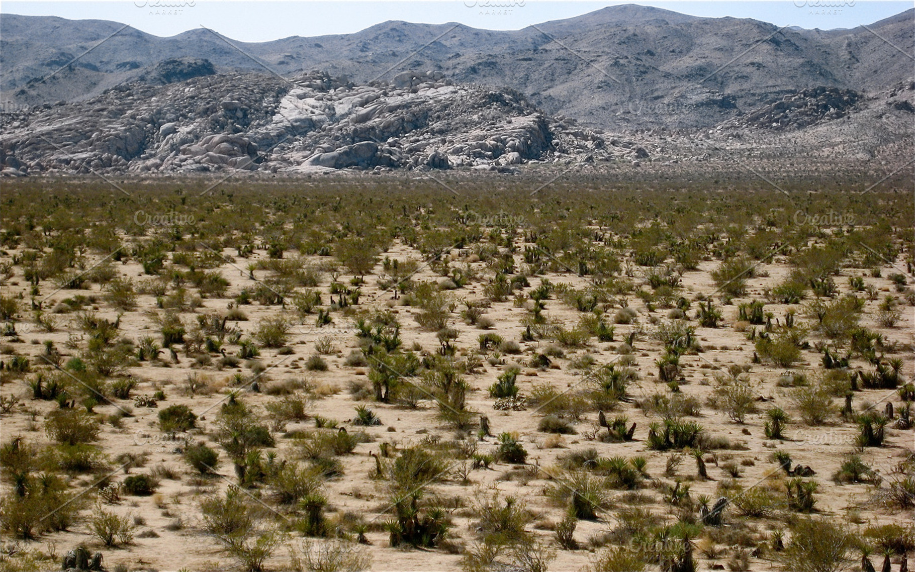 Desert Wandering