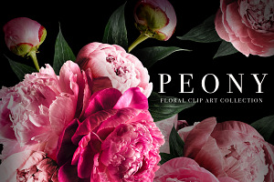 Peony Floral Clip Art