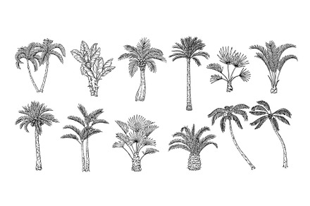 Sketch tropical palm trees. Hand, an Illustration by winwin.art