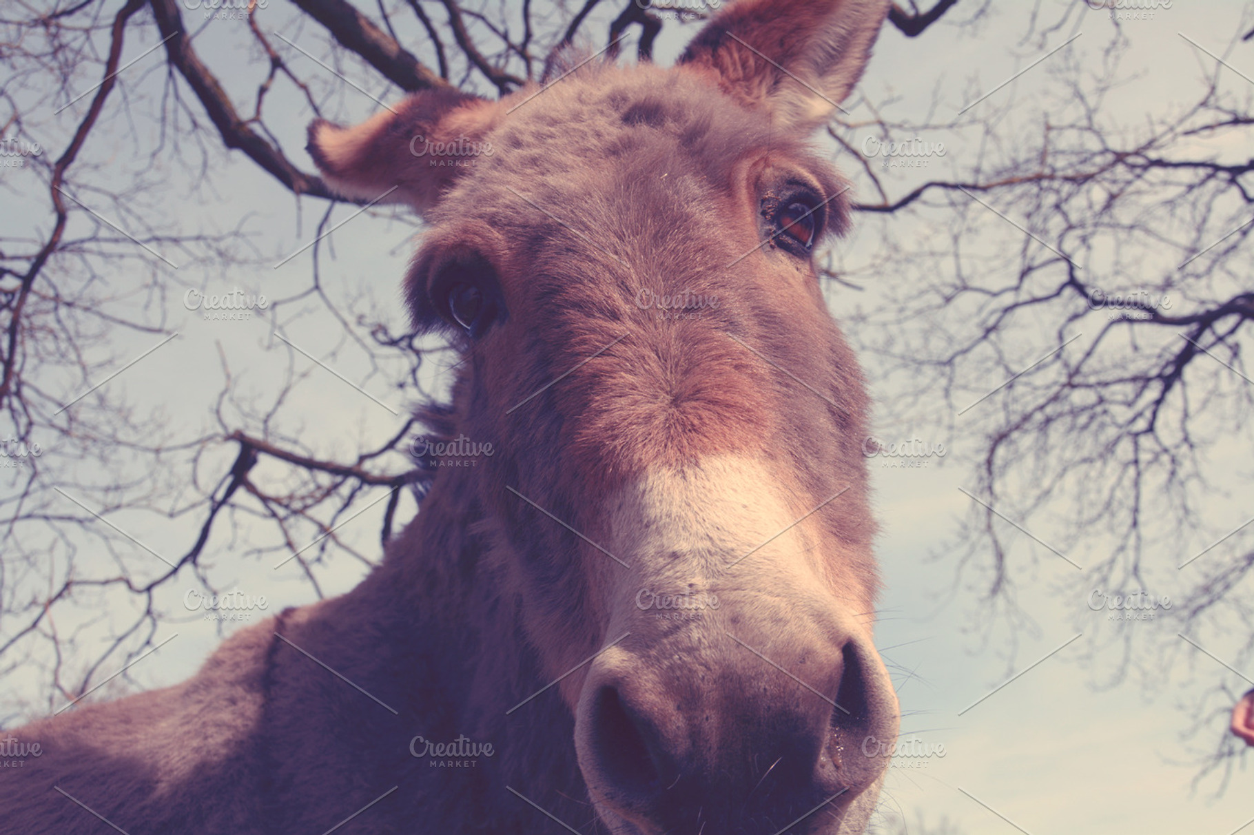 Donkey looking into the camera. Fun!, an Animal Photo by Beavergraphy