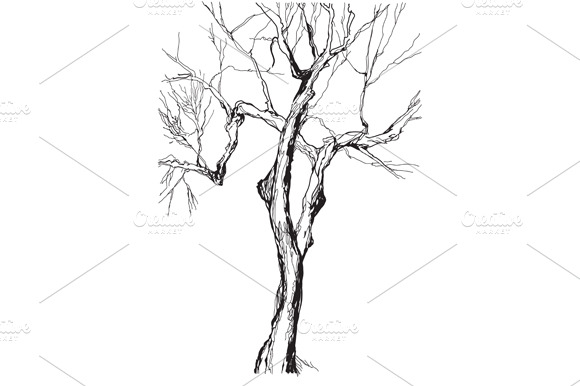 Drawing Old Style Tree