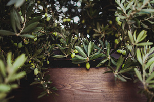 Olive tree background