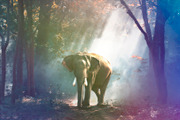 700 Abstract Light Leaks Overlays, a Brushes & More by Eldamar Studio (Thumbnail 3 of 5)