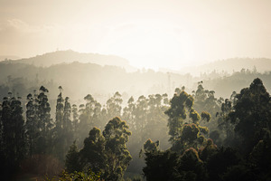 The hills containing tree, boat, and ooty
