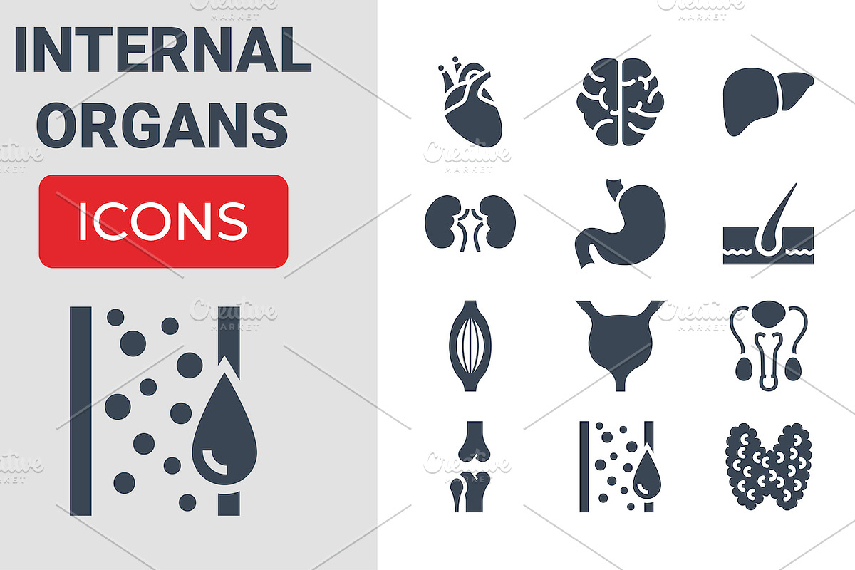 Internal Organs Icons Set, a Solid Icon by Oleksii