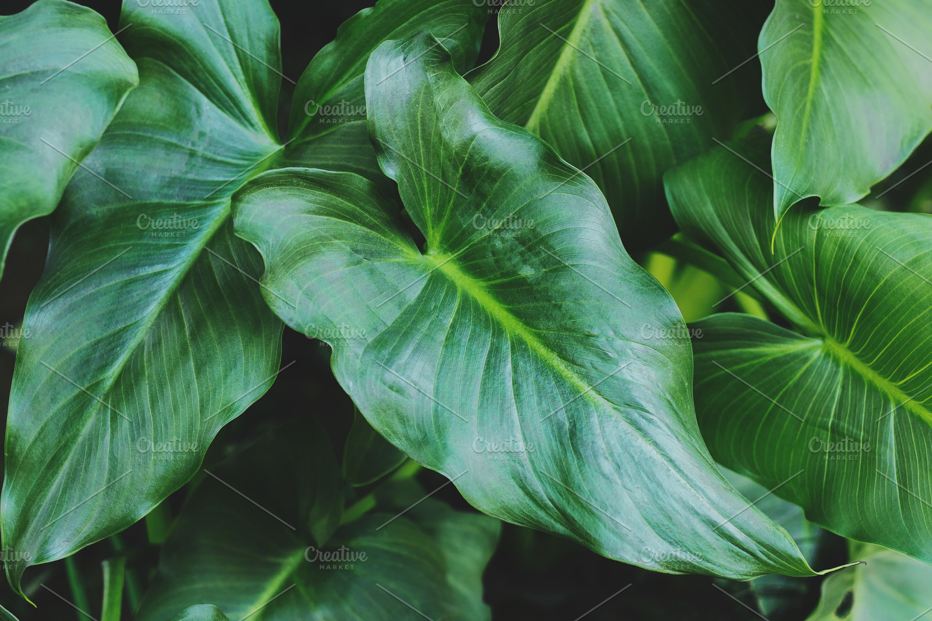 Tropical Arum Lily Leaves Photo, a Nature Photo by René Jordaan Photography