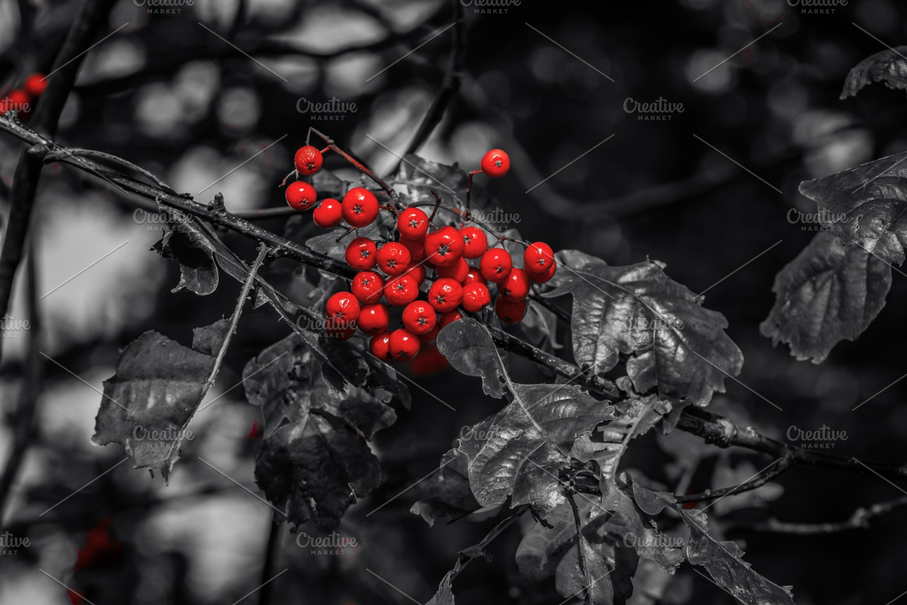 The Magic of Autumn #7, a Nature Photo by jakub_kopecky