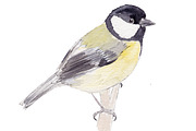 Clipart Watercolor Bird Bundle, an Illustration by Foxery Digital (Thumbnail 4 of 6)