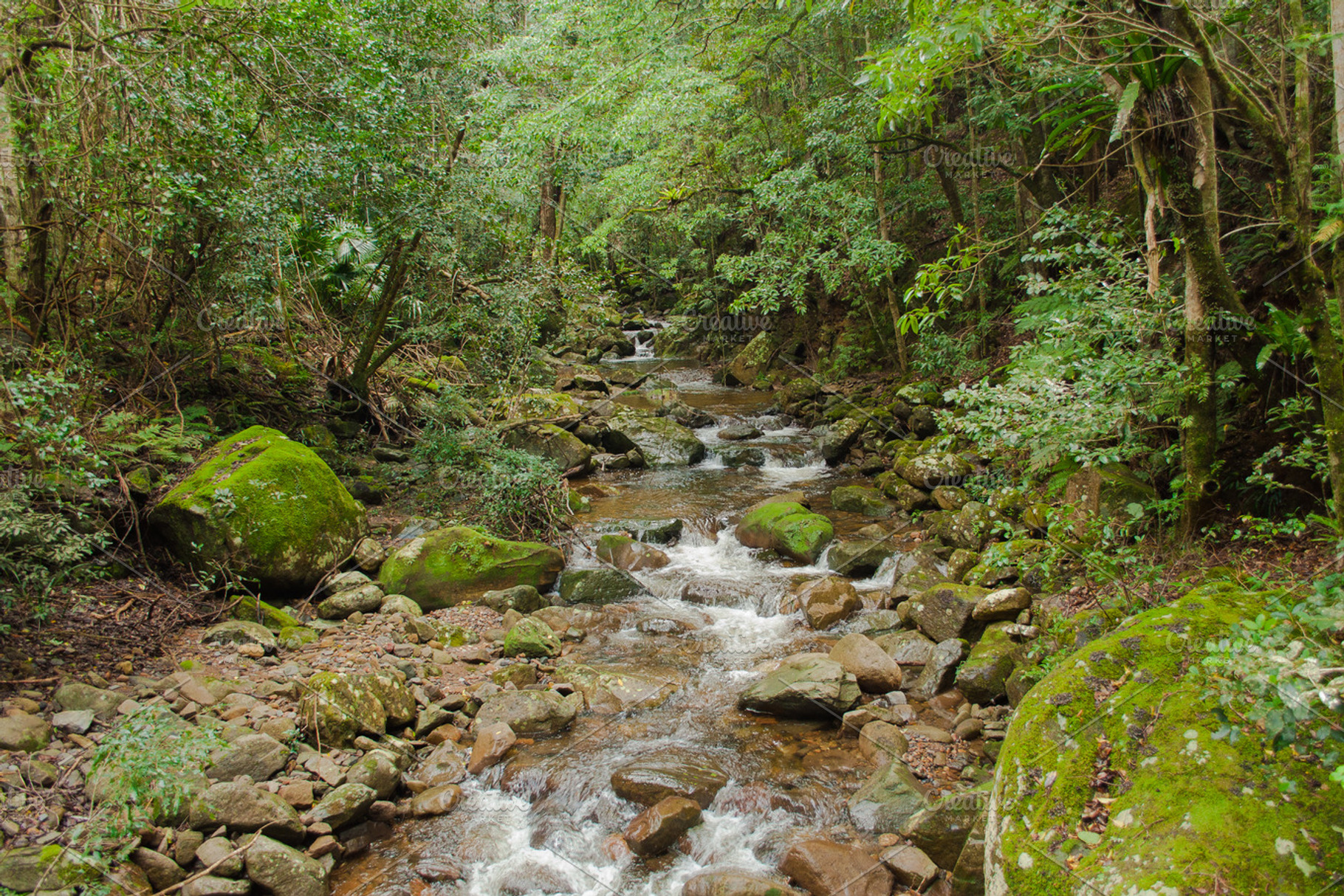 Dense Rainforest River