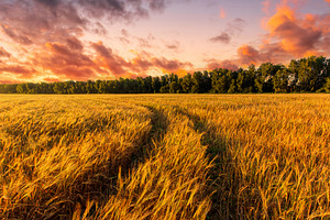 Scenic gold wheat field glistening in evening sun. Harvest lands, a Nature Photo by Eugene_Photo