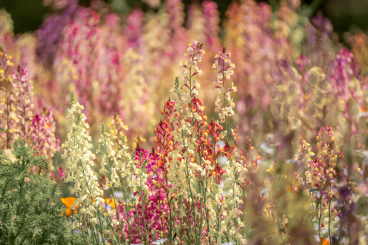 Pink Wildflowers in Bloom – Soft Pas, a Nature Photo by Silent Nature (Photo 5 of 5)