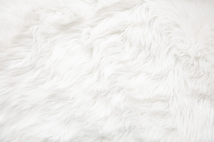 White fur texture containing fur, white, and background, an Abstract Photo by Olena Rudo