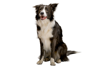 Border Collie dog on an isolated whi, an Animal Photo by oleghz