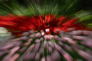 Soft Pink Bokeh Background – Dream, a Nature Photo by Silent Nature (Thumbnail 5 of 5)