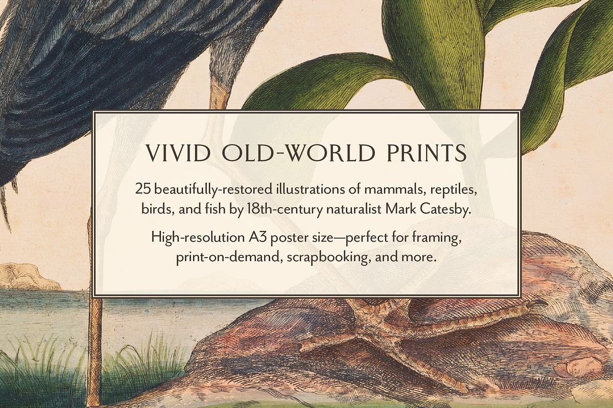 Vintage Natural History Printable Art