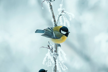 titmice birds in the winter park, a Nature Photo by nataba