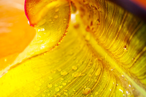 Yellow Spiral Leaf, a Nature Photo by THP Creative
