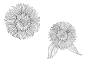 Sunflower Vine, an Object Graphic by VictoriaKStudio (Thumbnail 4 of 5)