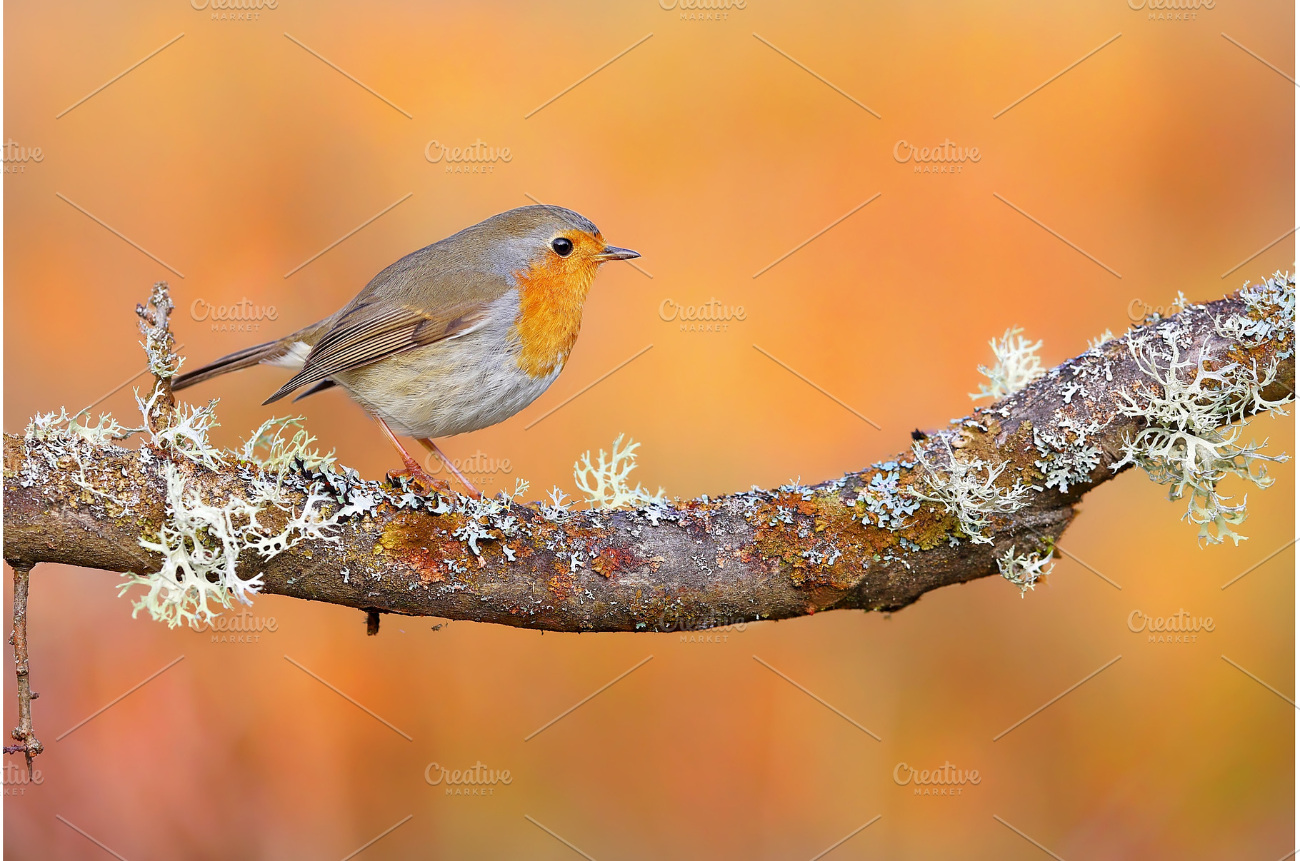 Tiny european robin sitting on a, an Animal Photo by WildMedia
