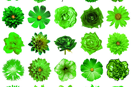 Apricot Leaf preview 2