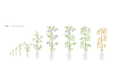 Pea Growth Stages Accurate Botanical