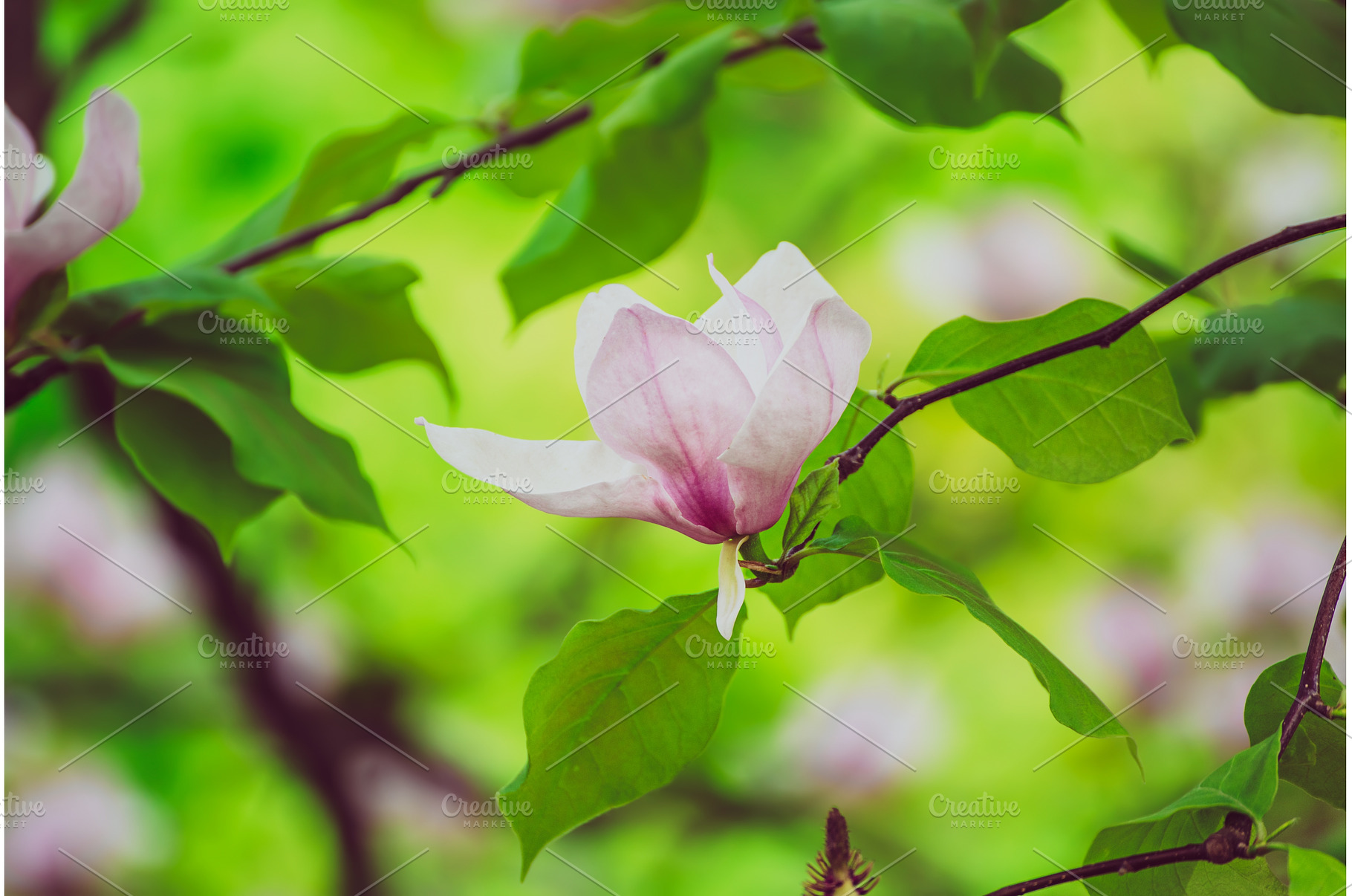 Magnolia spring flowers, a Nature Photo by Nature and travel
