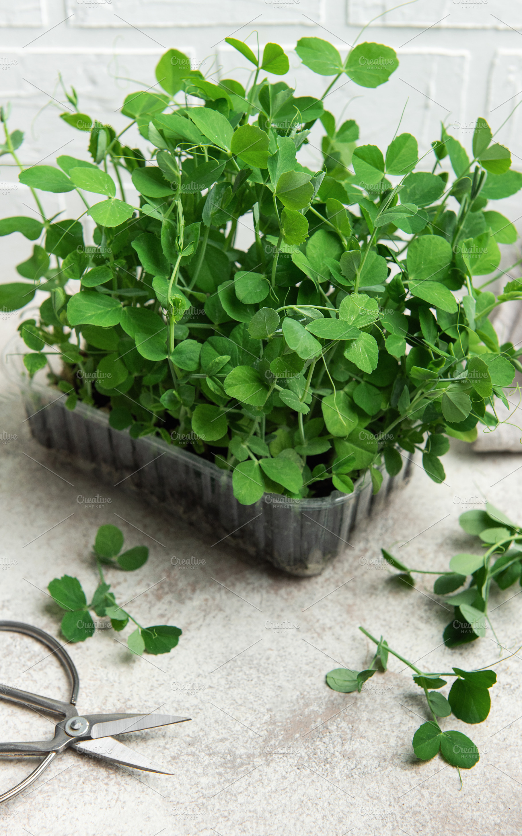 Fresh green pea shoots in a plastic container, a Food & Drink Photo by Olena Rudo