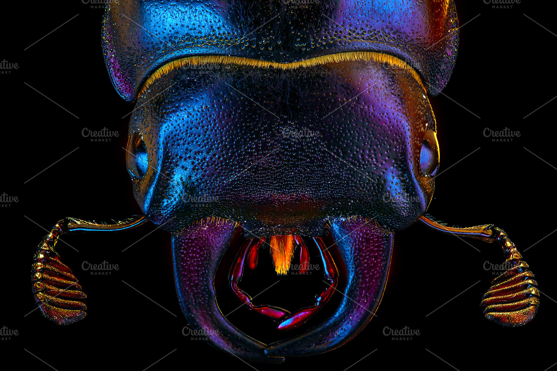 European rhinoceros bug portrait, an Animal Photo by vmenshov