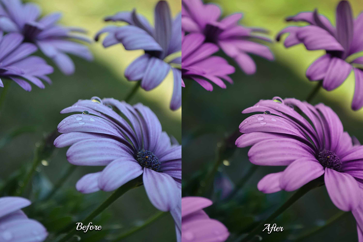 30 Flowers LUT Collection, a Preset Add-On by 3Motional (Photo 2 of 10)