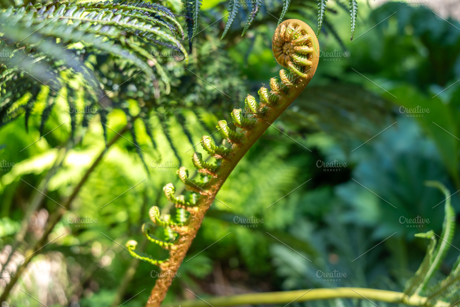 Young curled fern frond unfurling in a lush green environment, a Nature Photo by GoodGoods