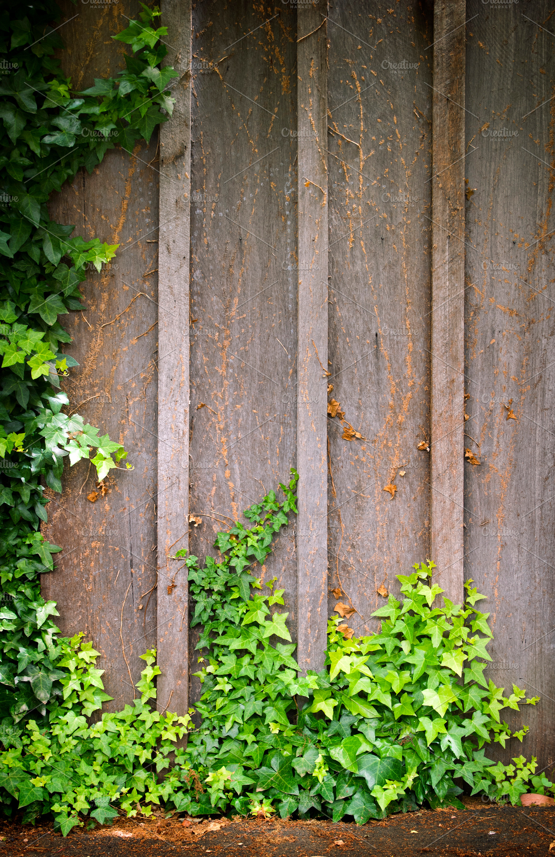 Ivy Wall Frame, a Background Photo by THP Creative