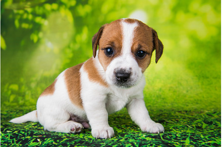 Jack Russell Terrier puppy dog on a, an Animal Photo by COLORFUL